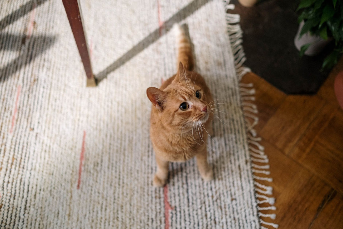 A ginger cat curiously looks up while lounging on a textured rug in a sunlit indoor setting.