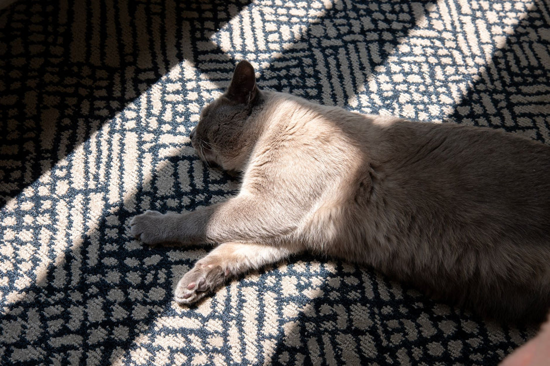 A tranquil Siamese cat enjoying sunlight on a patterned rug indoors.