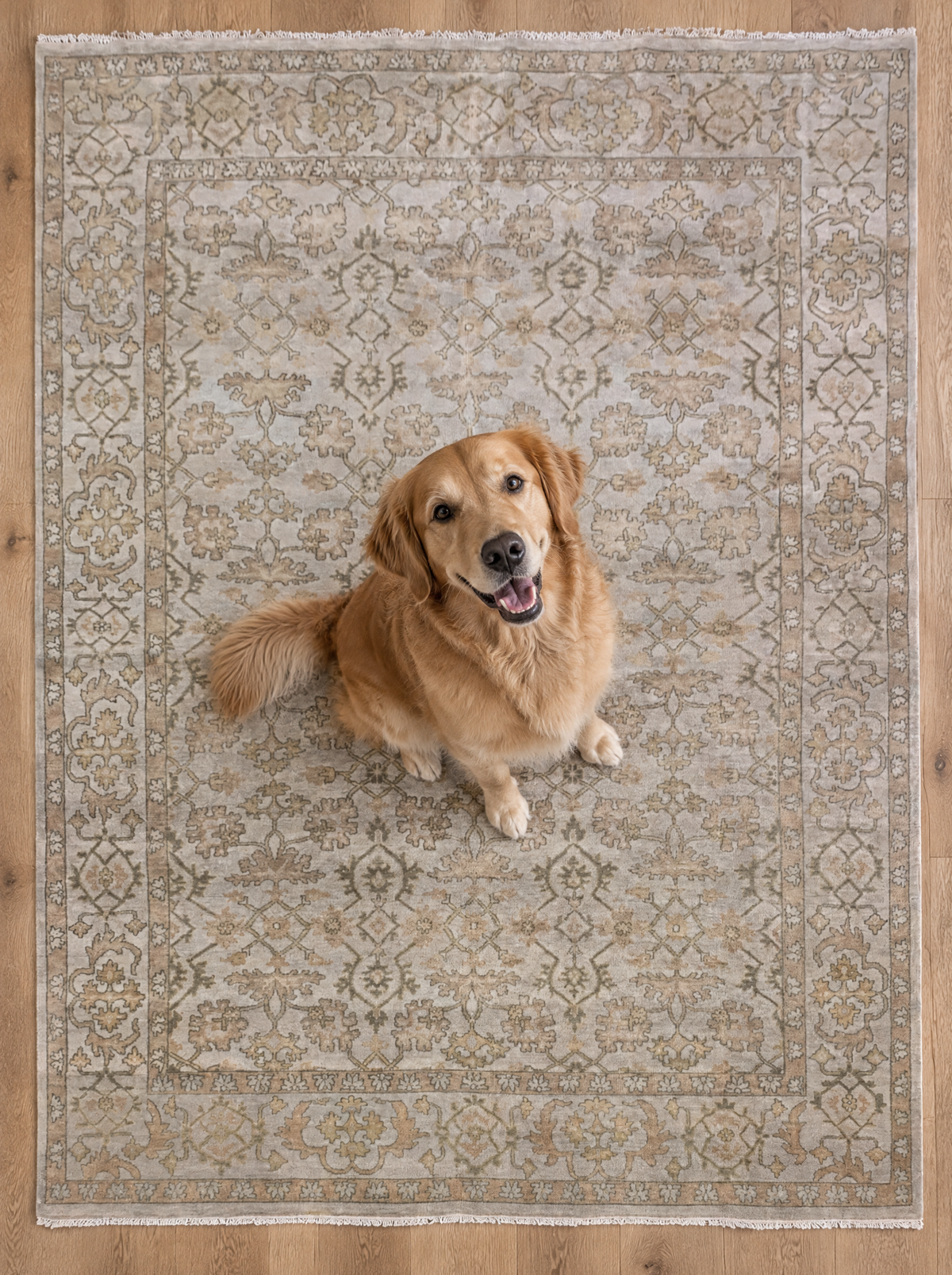Artisan Emma Silver Style Shot — Silver floral rug with an ornate border and a golden retriever seated in the center.