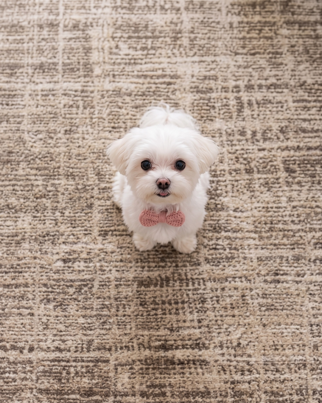Oriental Weavers Nebulous 071E9 Beige Ivory abstract rug with white puppy